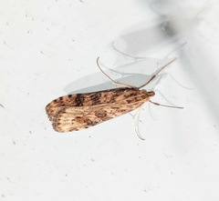 Nomophila nearctica