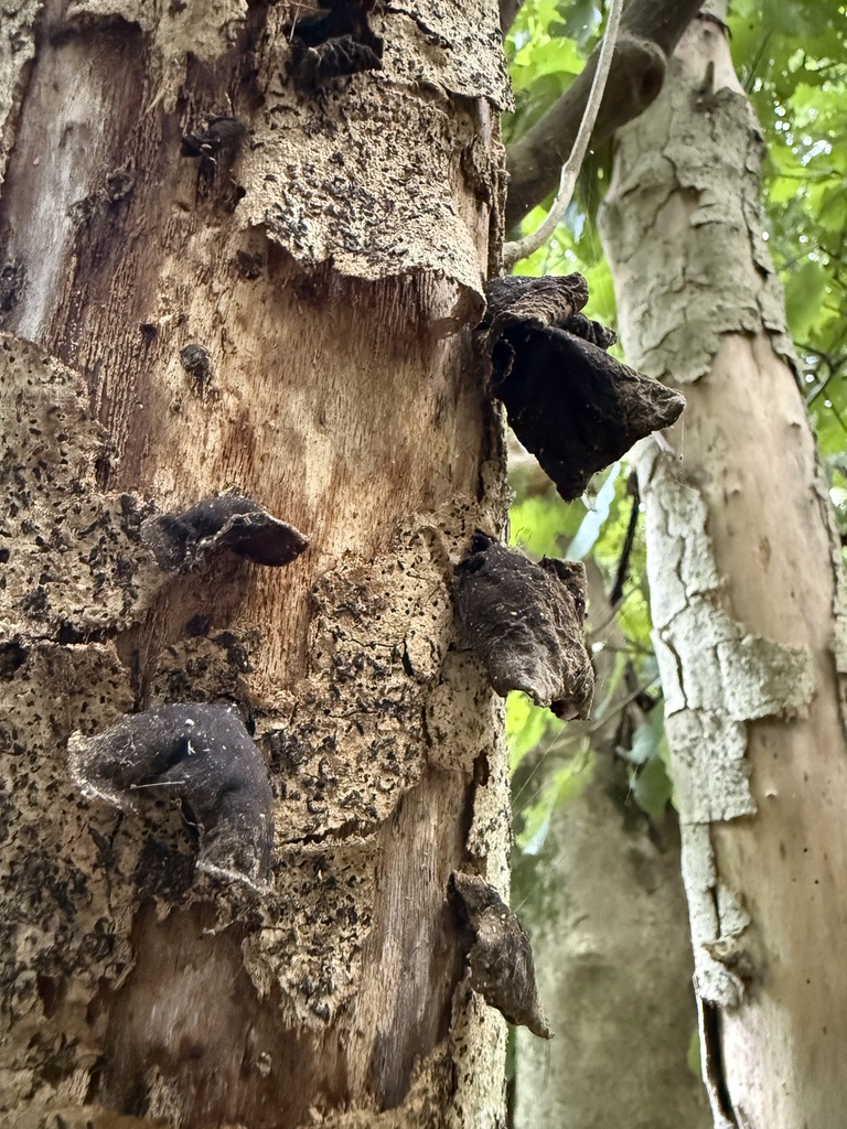 Auricularia cornea · April 2025 · photo: © lizid (iNaturalist, cc-by)