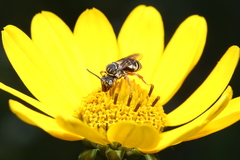 Triepeolus pectoralis