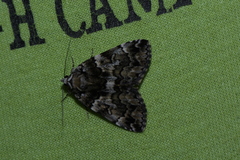 Allotria