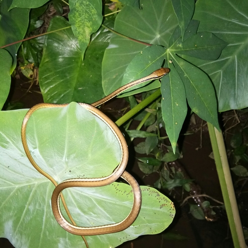 Photo of a Painted Bronzeback (Dendrelaphis pictus)