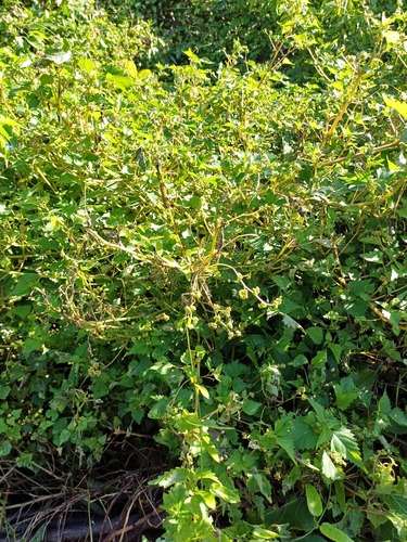 Laportea peduncularis, photograph 6