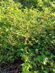 Laportea peduncularis, photograph (c) Margaret Burger, some rights reserved (CC BY-SA)