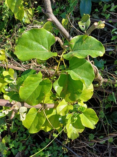 Orange Grape Creeper (Hyalosepalum afrum)