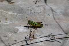 Chortopodisma cobellii