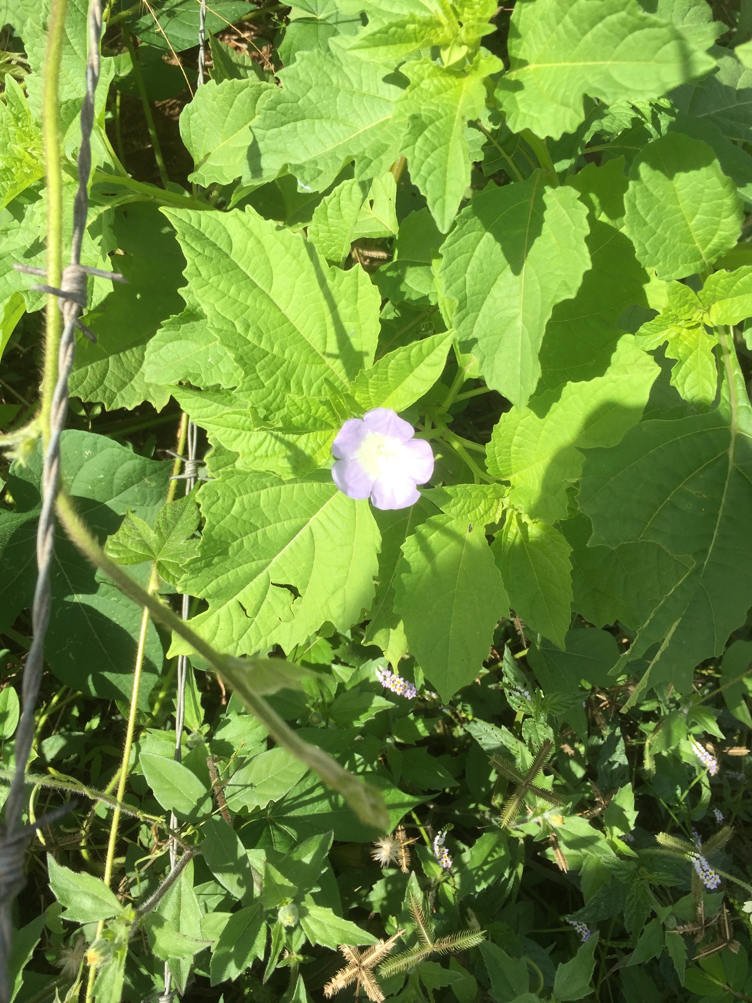 Nicandra physalodes