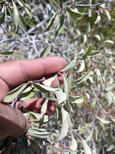 Image of Quadrella incana by (c) Juan Cruzado Cortés, some rights reserved (CC BY)
