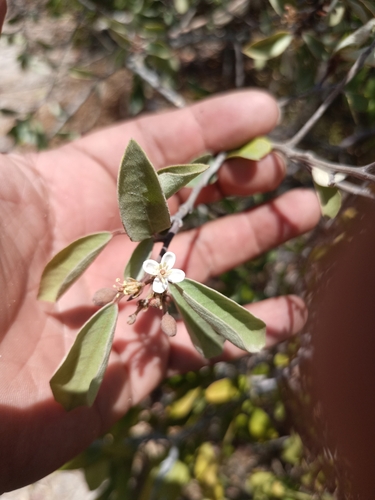 hoary caper (Quadrella incana)