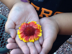 Gaillardia × grandiflora