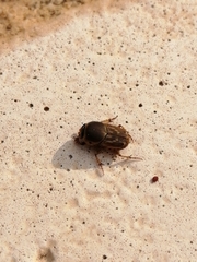 Euoniticellus fulvus