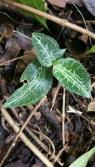Goodyera reticulata