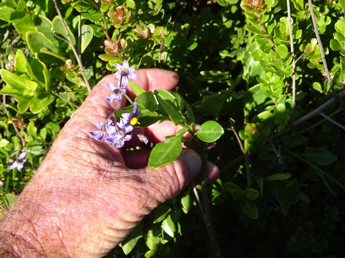 Image of Solanum africanum by (c) Shaun Swanepoel, some rights reserved (CC BY)