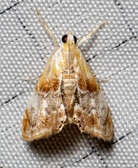 Glaphyriinae