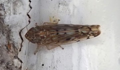 Osbornellus borealis