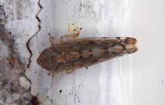 Osbornellus borealis