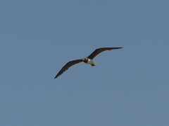 Ichthyaetus hemprichii