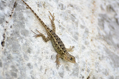Sceloporus horridus