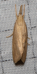 Diatraea evanescens