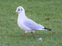 Chroicocephalus ridibundus