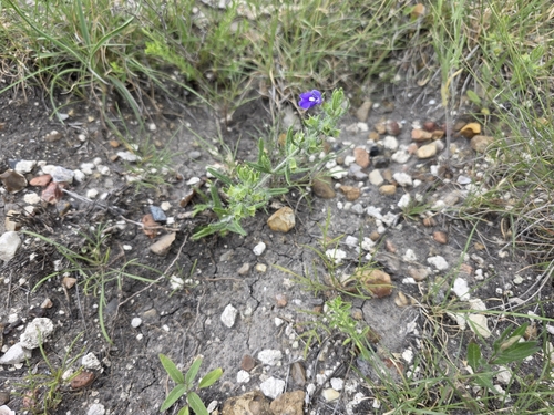 Image of Salvia texana by (c) Cleveland Powell, some rights reserved (CC BY)