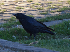 Corvus corone