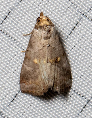 Hyperstrotia flaviguttata