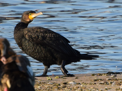 Phalacrocorax carbo