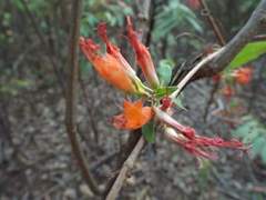 Woodfordia fruticosa