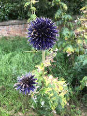 Echinops bannaticus