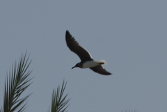 Ichthyaetus hemprichii