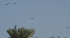 Ichthyaetus hemprichii