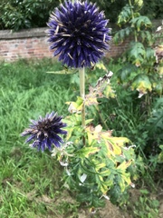 Echinops bannaticus