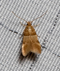 Theisoa constrictella