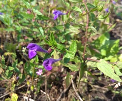 Scutellaria scordifolia