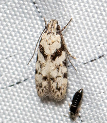 Pseudotelphusa palliderosacella