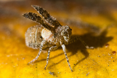 Danepteryx