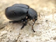 Timarcha tenebricosa