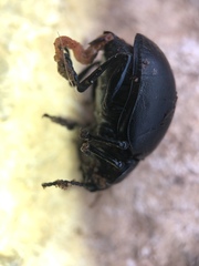 Timarcha tenebricosa