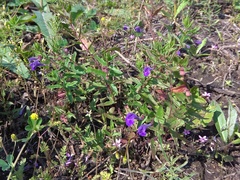 Scutellaria scordifolia