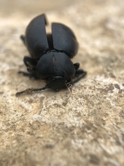 Timarcha tenebricosa