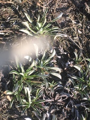 Antennaria dioica