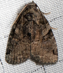 Pseudeustrotia indeterminata