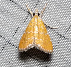 Xanthophysa psychicalis