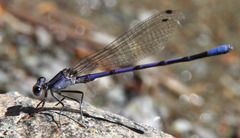 Argia hinei