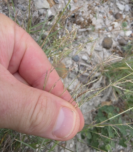 Image of Bouteloua trifida by (c) Cleveland Powell, some rights reserved (CC BY)