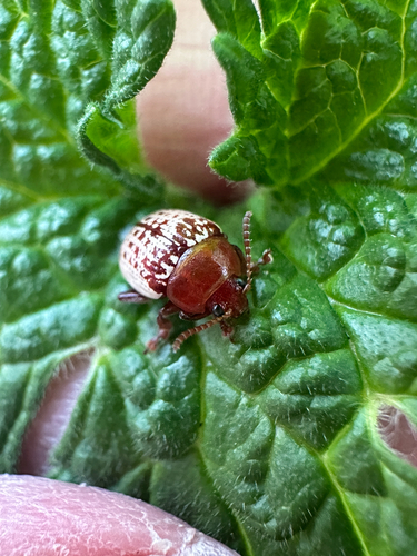 Sumac Flea Beetle photo 6