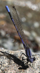 Argia hinei