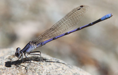 Argia hinei