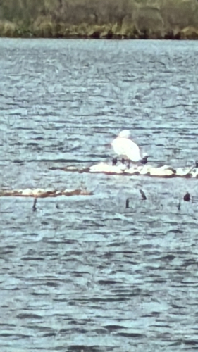 American White Pelican photographed in Colorado