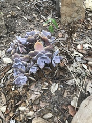 Graptopetalum